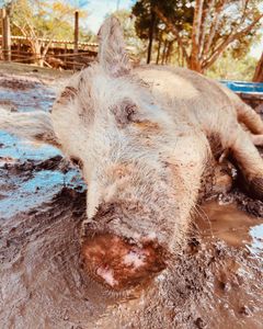 Alimentação Mensal dos Animais do Santuário | Janeiro/2023 imagem 9