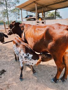 Alimentação Mensal dos Animais do Santuário | Janeiro/2023 imagem 8