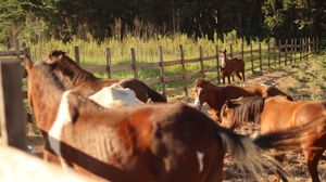 Santuário Animal Sente - Alimentação Mensal dos Animais do Santuário | Janeiro/2023
