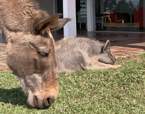 Alimentação Mensal dos Animais do Santuário | Janeiro/2023 imagem 13