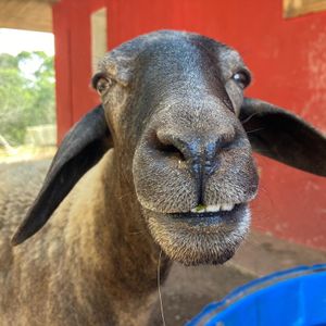 Alimentação Mensal dos Animais do Santuário | Janeiro/2023 imagem 10