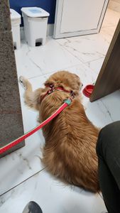 Animais - Ajude a salvar a Lua