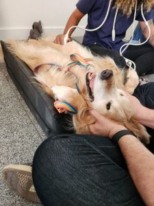 Família da Lua - Ajude a salvar a Lua