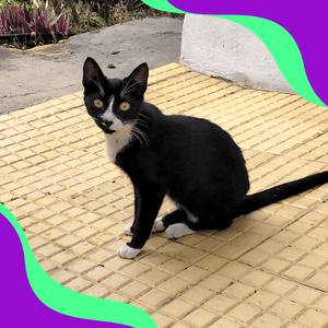 😻Castração de Gatos - Castração Sniff e Anita