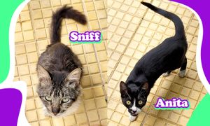 Vaquinha Online - Castração Sniff e Anita