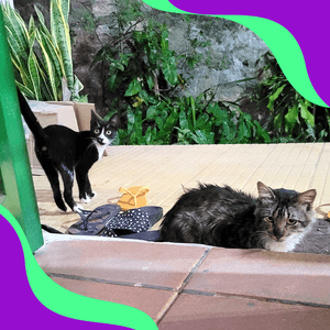 Animais - Castração Sniff e Anita