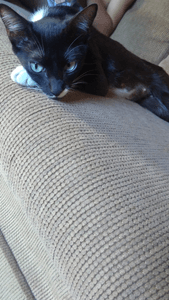 Vaquinha Online - Lili precisa com urgência de uma cirurgia