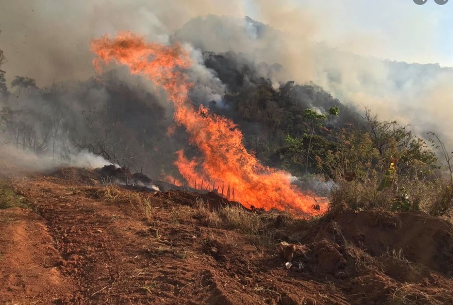 Meio ambiente - Reflorestamento das áreas atingidas pelo fogo