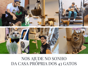 COMPRAR A CASA DOS 43 GATOS