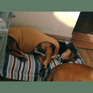 Vaquinha Online - Ajude no tratamento do Toben