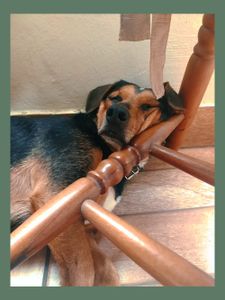 Animais - Ajude no tratamento do Toben