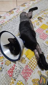 Londrina/PR - Ajude o Pantera 