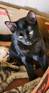 Ajude o Pantera  imagem 6