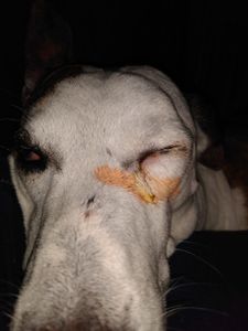 Animais - Ajuda ao marlon