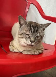 Eventos do Bem - Ajuda para o tratamento do gatinho 