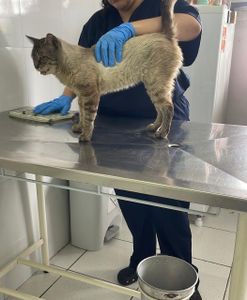 Ajuda para o tratamento do gatinho 