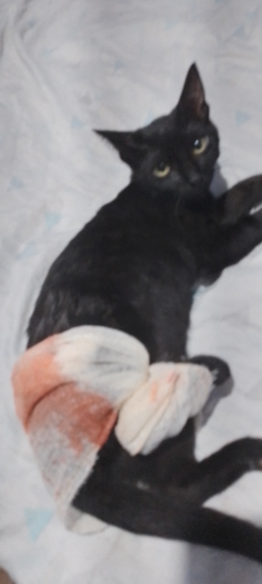 SOS em busca de salvar o gato pantera nega que foi o tropelado 