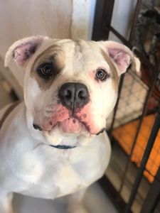 Karina - Viagem do malvadão