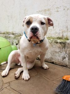 Vaquinha Online - Viagem do malvadão