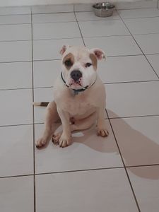 Animais - Viagem do malvadão