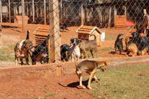 Amigos do Mundo Animal - AMIGOS DO MUNDO ANIMAL unidos com outros 8 Santuários, UNIDOS PELOS ANIMAIS. Colabore com nosso projeto e desafie seus amigos a contribuírem também postando a #amigosdomundoanimal nas suas redes!