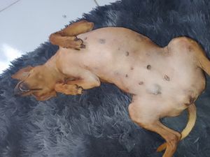 Vaquinha Online - Cirurgia Barbie Kelly 