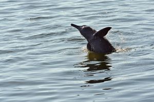 Financiamento Coletivo - Grupo Reckitt e WWF: juntos pelo Tapajós