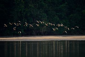 ONGs - Grupo Reckitt e WWF: juntos pelo Tapajós