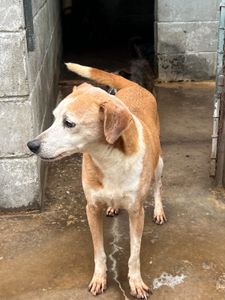 Vira Lata Vira Amigo imagem 10