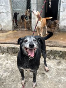 Vira Lata Vira Amigo