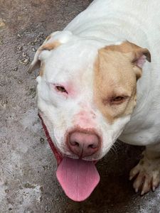 Vira Lata Vira Amigo imagem 9