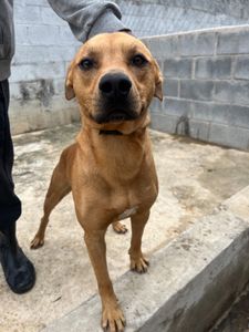 Vira Lata Vira Amigo imagem 8