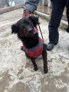 Vira Lata Vira Amigo imagem 7