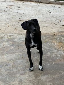 Vira Lata Vira Amigo imagem 6