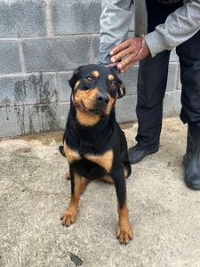 Ibiúna/SP - Vira Lata Vira Amigo