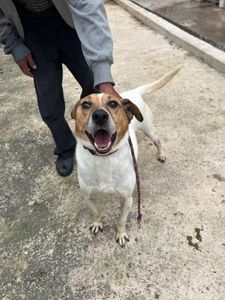 ONGs - Vira Lata Vira Amigo