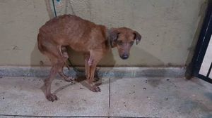 Animais - SOS AJUDE A BELA E OS OUTROS ANIMAIS