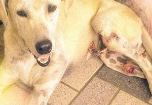 Vaquinha Online - SOS AJUDE A BELA E OS OUTROS ANIMAIS