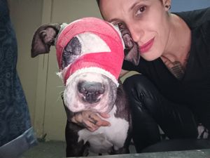 Chega de maus tratos!  imagem 6