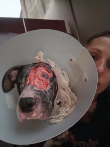 Atibaia/SP - Chega de maus tratos! 