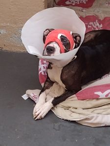 Chega de maus tratos!  imagem 7