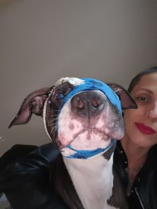 Princesa Pit Bull  - Chega de maus tratos! 