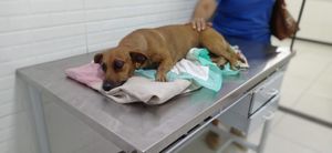 Vaquinha Online - Ajude a Caramela