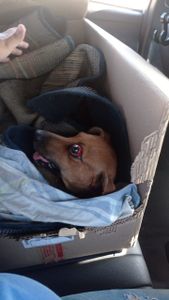 Animais - Ajude a Caramela