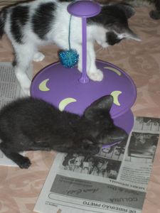 Financiamento Coletivo - Os Animais do Lar Pet Salute Precisam de Vocês!