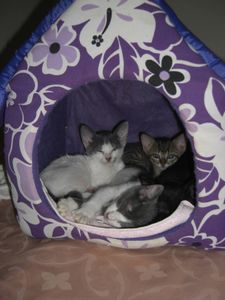 Animais - Os Animais do Lar Pet Salute Precisam de Vocês!