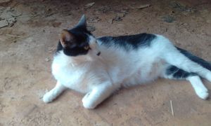 Mococa/SP - Os Animais do Lar Pet Salute Precisam de Vocês!