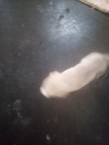 Animais - Filhote com Traumatismo craniano 