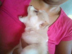 Adriana Santos da Silva - Filhote com Traumatismo craniano 