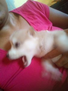 Vaquinha Online - Filhote com Traumatismo craniano 